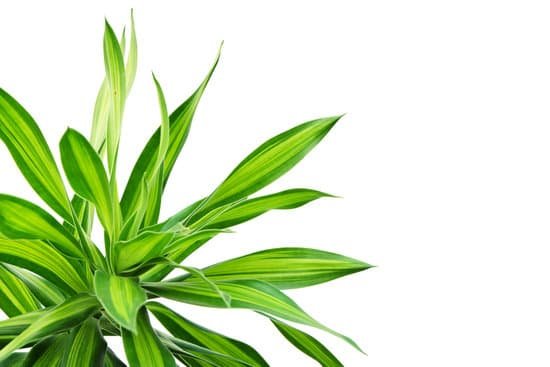 canva tropical dracaena plant isolated on white MADBwlvOnAs