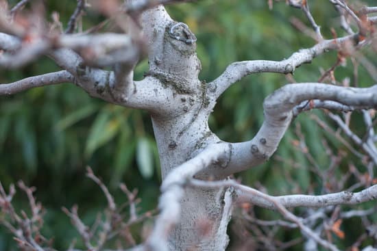 canva trunks of a bonsai MAC4t0Umwok