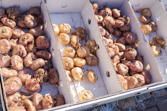 canva tulip and gladiolus bulbs for sale in flower market in box MADWMih6hXw