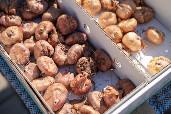 canva tulip and gladiolus bulbs for sale in flower market in box MADWMmsJcG0