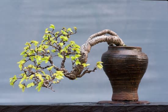 canva twisted bonsai tree in a pot MACmClTZY9E