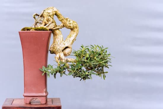 canva twisted bonsai tree in a pot against a grey wall MACnh8eF9VE
