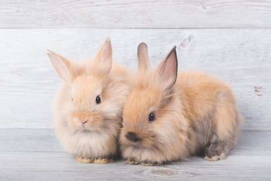 canva two cute brown rabbits are lying next to each other with a gray wooden backdrop. MAEoNl 4BlU