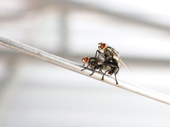 canva two house flies copulating on blurred background macro shot of insect the fly have red eyes and selective focus. reproduction in house flies. MAC DizDMPU