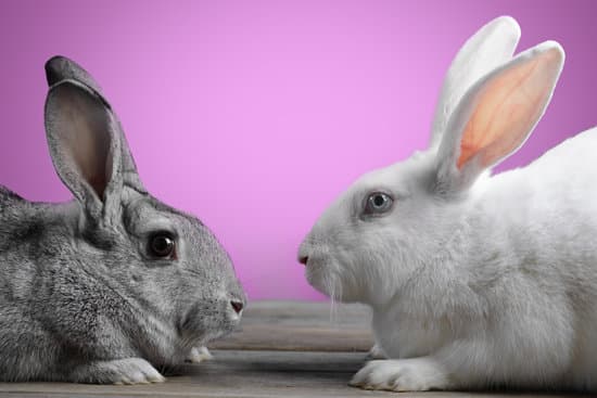 canva two rabbits MAEbcA3yiqA