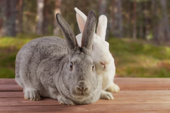 canva two rabbits on wooden table MAEbcEPYsnA