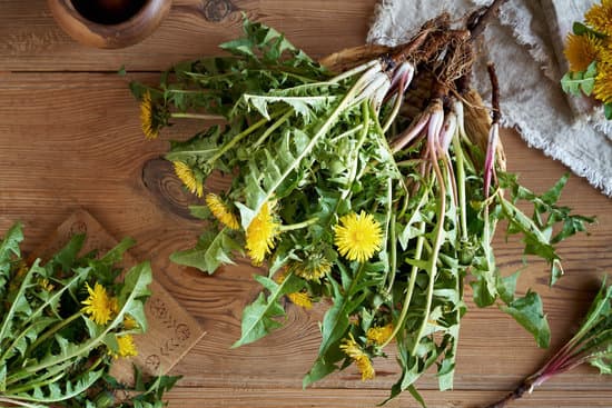 canva uprooted dandelion plant MAEkB3AQYc0