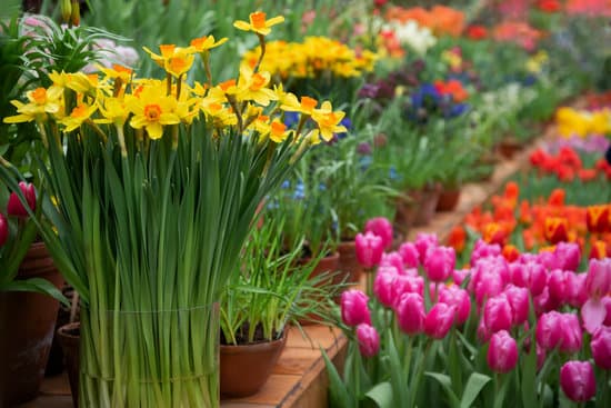 canva vase with daffodils in the garden MAEOVFH5QYA