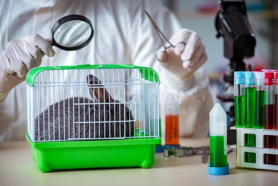 canva vet checking rabbit MAC6nC64kyA
