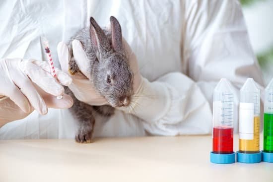 canva vet doctor checking up rabbit MAC51oyFU M