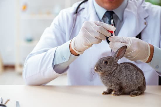 canva vet doctor checking up rabbit MAC 1q0H5u4