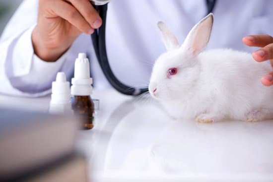 canva vet doctor examining pet rabbit in clinic MACohUS FGI