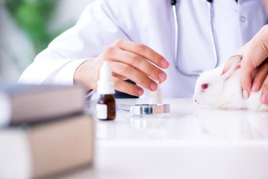 canva vet doctor examining pet rabbit in clinic MACohdHhs3I
