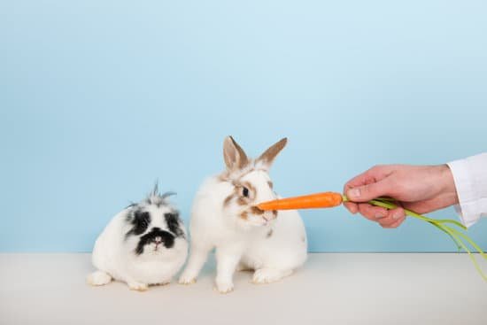 canva vet lures rabbits with carrot MACuKIgsJGY