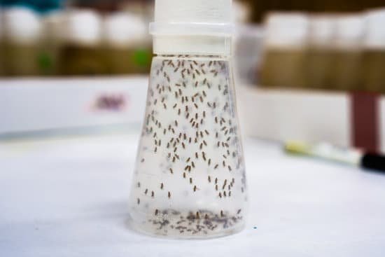 canva vial containing fruit flies the fruit fly drosophila melanogaster continues to be widely used for biological research in genetics physiology microbial pathogenesis and life history evolution MAD