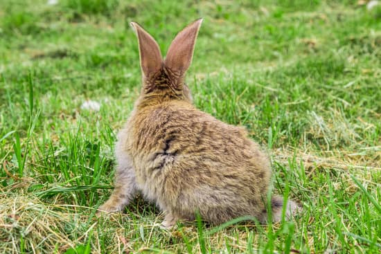 canva view of rabbit from behind MAEitBaoEu4