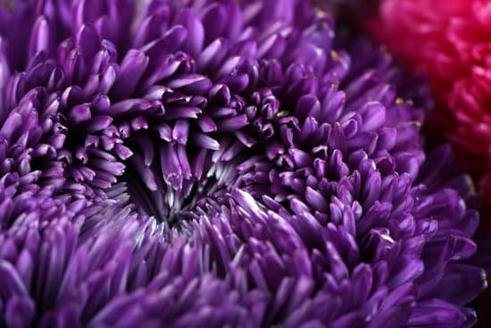 canva violet chrysanthemum flower MAD