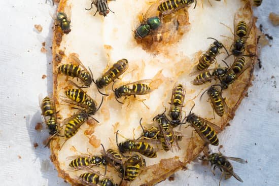 canva wasps on the fruits MADA3kVDUXE