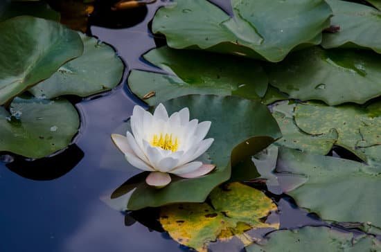 canva water lily
