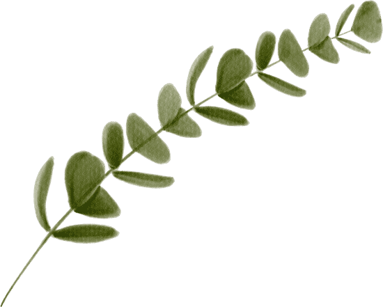 canva watercolor green eucalyptus leaf illustration MAEQWyebN8g