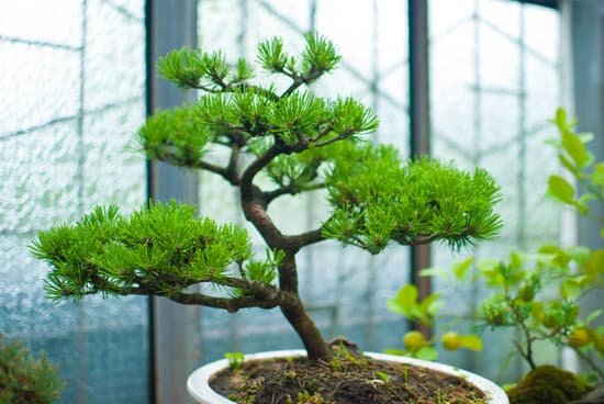 canva well maintained bonsai tree in a pot MADdFdUmeO0