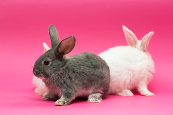 canva white and gray rabbits on pink background MAECr0mdgMk