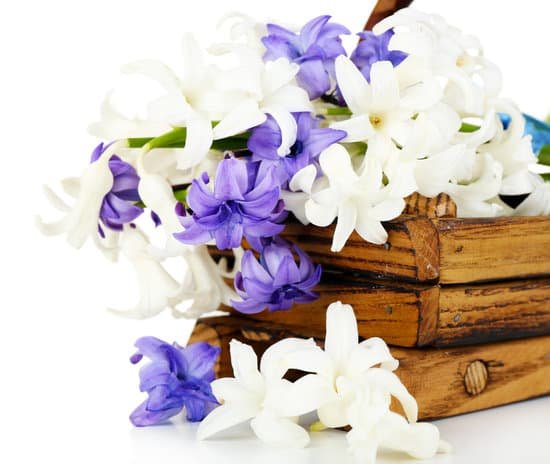 canva white and purple hydrangea flowers on a wooden basket MAD