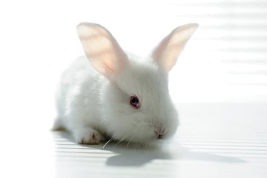 canva white beautiful rabbit MABlBX9iyoQ