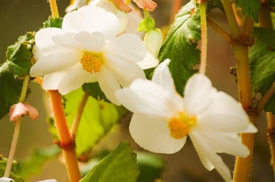 canva white begonia blossom MADE78rqWmc