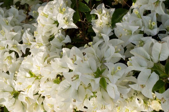 canva white bougainvillea MADFTRg3bGE