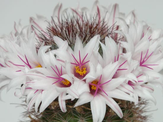 canva white cactus flowers MAEFjc5YWXM