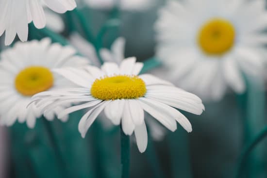 canva white chamomile flowers MAEOVE2vV3I