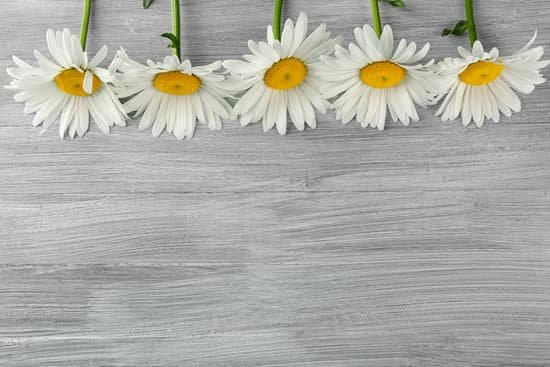 canva white chamomile flowers on wooden table MAD Q4klDDU