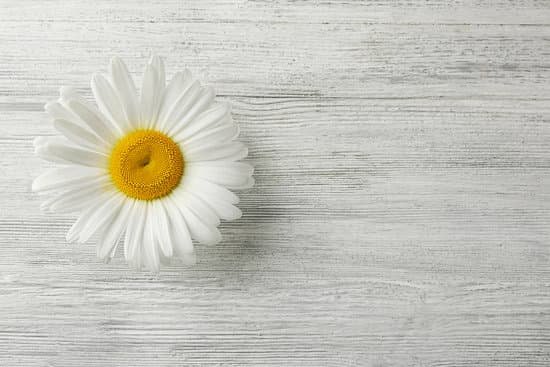 canva white chamomile on wooden table MAD Q5sVjdo