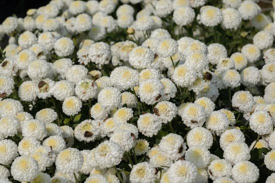 canva white chrysanthemum flowers MAEHcq999m8