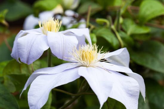 canva white clematis MADBrp KFIg