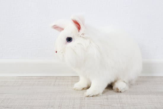 canva white cute rabbit close up MAD RmedF0