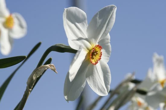 canva white daffodil MAEElptFd30