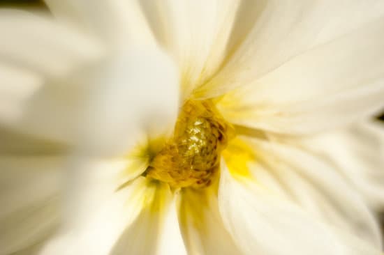 canva white dandelion flower closeup