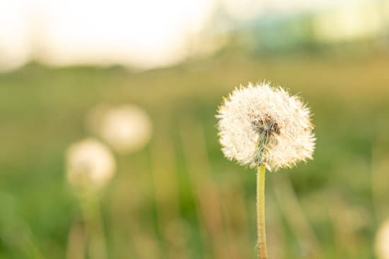 canva white dandelion on selective focus MAEOX5rPq5o
