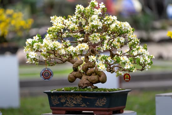 canva white flowers on a bonsai tree MAEhCO56sLo