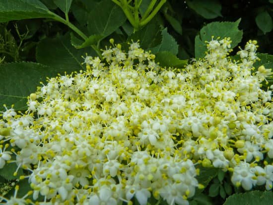 canva white flowers on the elderberry bush MADCLiuyyng