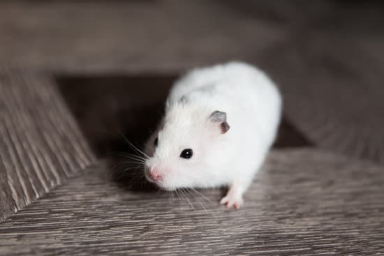 canva white hamster. homemade hamster on the floor. MAETGoQQx w