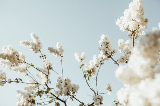 canva white lilac flowers on branches MAEF4cH6W2w