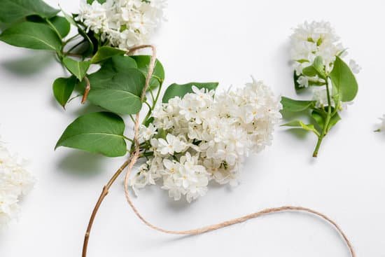 canva white lilac flowers on white background MAD8SytI3LM