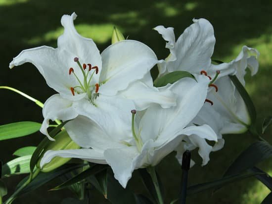 canva white lily MADAigGJKlo