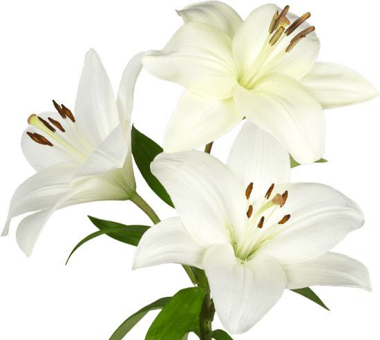 canva white lily flower MACvdcqjJf0