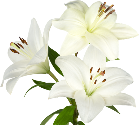 canva white lily flower MADFCVlRisk