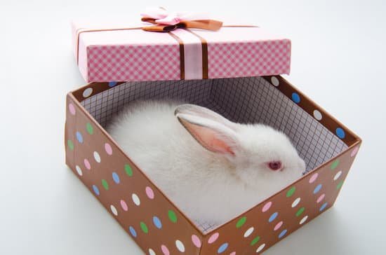 canva white rabbit in gift box MAClcZOGBV4