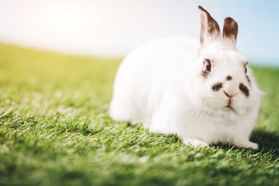 canva white rabbit laying on green grass. MADPmVKsk6Y